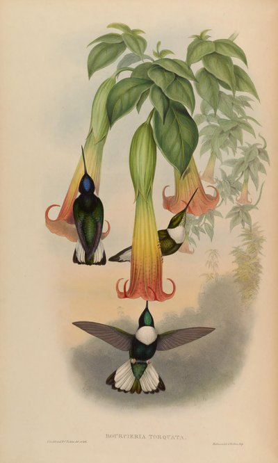Bourciera torquata by John Gould
